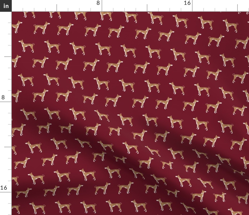 ibizan hound standing pure breed dog fabric ruby