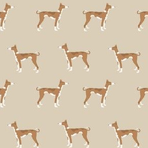 ibizan hound standing pure breed dog fabric tan