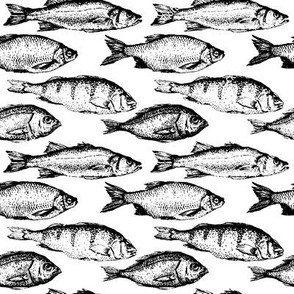 Fish Sketches // Large