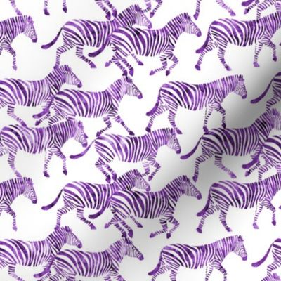 (small scale) zebras in purple