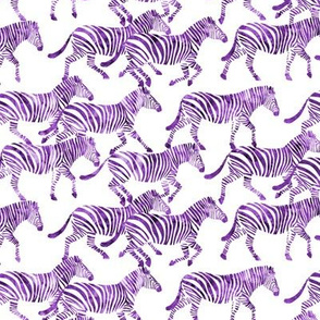 (small scale) zebras in purple