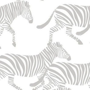zebras in grey