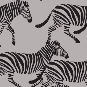 zebras on grey