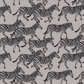 (small scale) zebras on grey