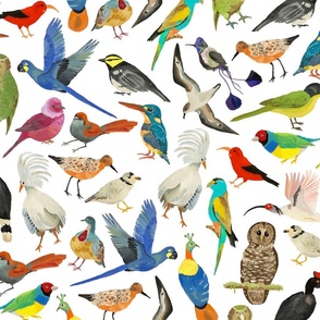 Endangered Birds Around the World