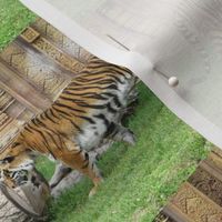 Tiger Stripe 2