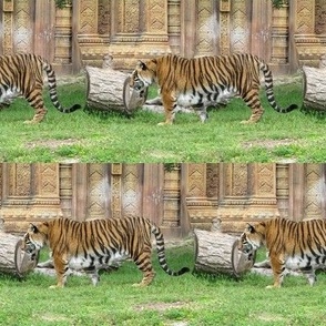 Tiger Stripe 2