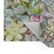 Pastel Succulents