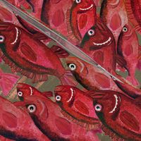 school of red snapper fish - Mid-Size