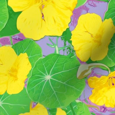 Nasturtiums yellow