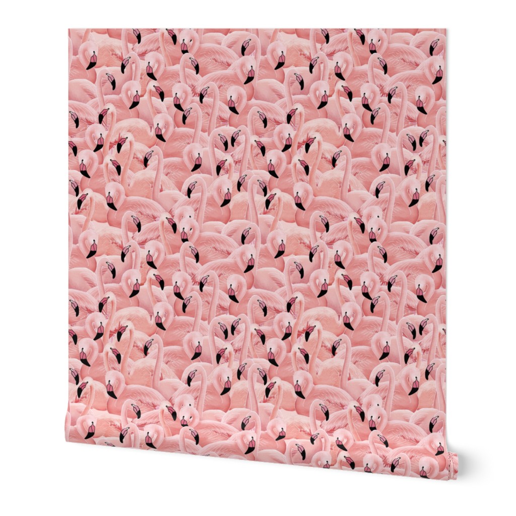 A Flamboyance of Flamingos