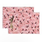 A Flamboyance of Flamingos