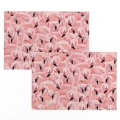 A Flamboyance of Flamingos