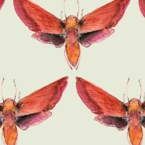 Painted Moth 1 