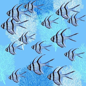 Banggai Cardinalfish Galore (maya blue)