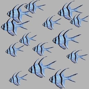 Banggai Cardinalfish Galore (grey)