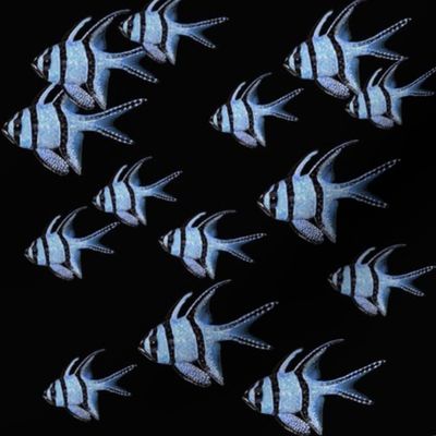 Banggai Cardinalfish Galore (black)