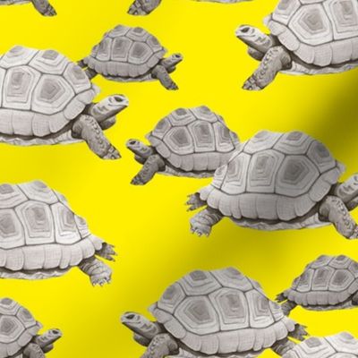 Turtles on Yellow