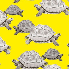 Turtles on Yellow