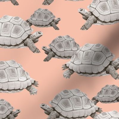 Turtles on Pink
