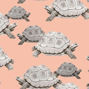 Turtles on Pink
