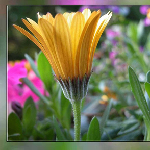 Yellow Gerber daisy in Garden