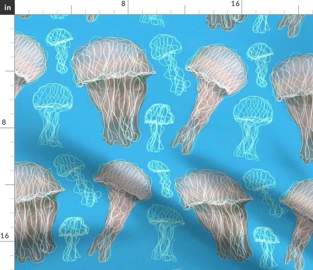 Jellyfish