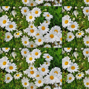 daisy-flower-spring-marguerite-67857