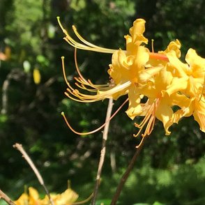 Flame Azaleas