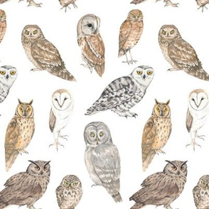 Owls of the world