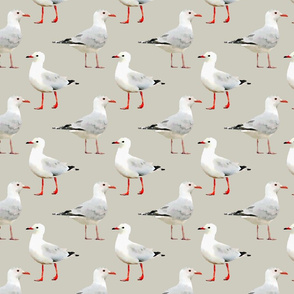 Seagulls on Tan/Gray