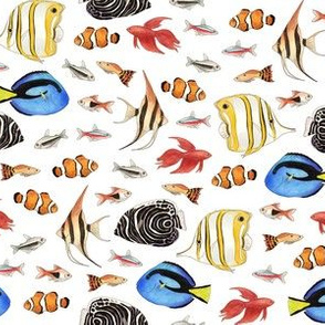 Tropical Fish on white