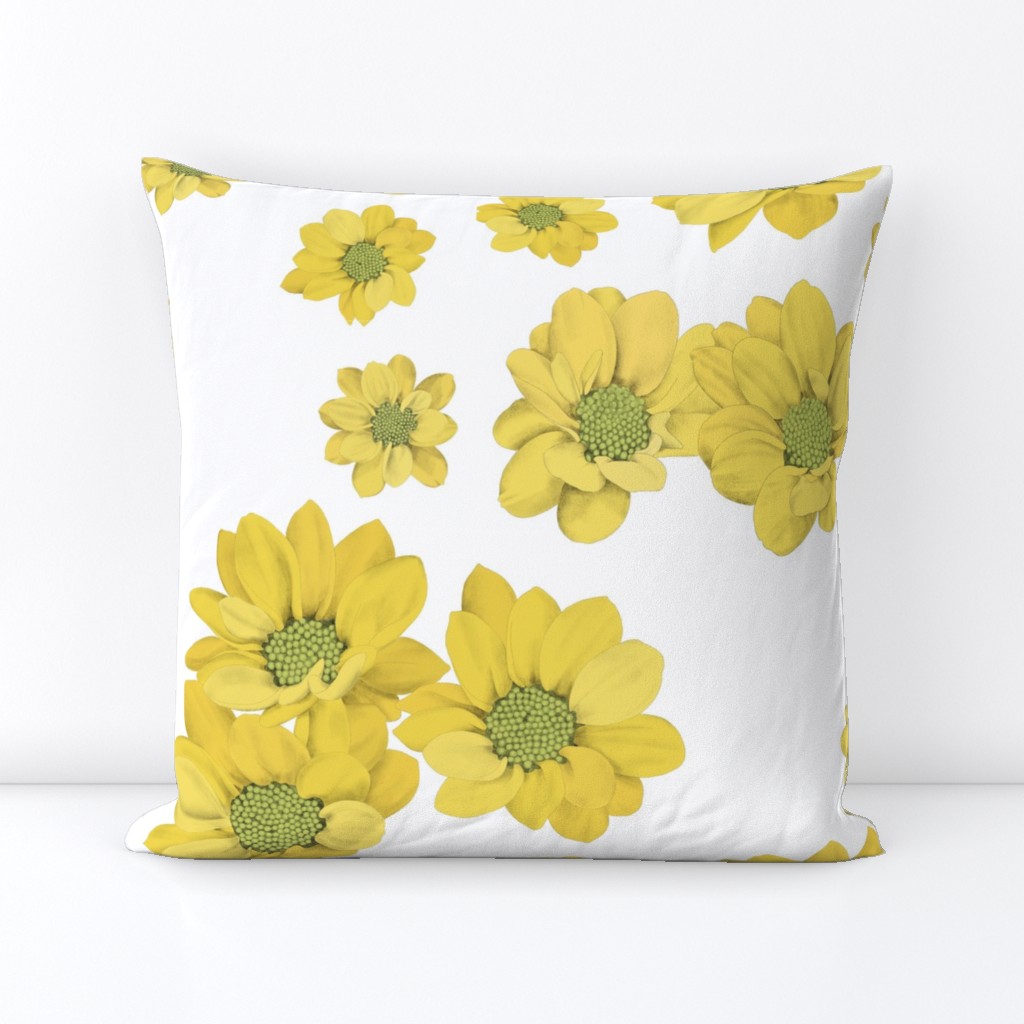 Yellow daisies on white