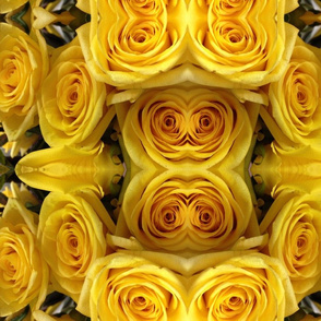 Roses Yellow Rolls