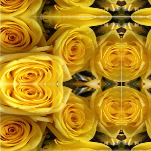 Yellow Roses Rollo