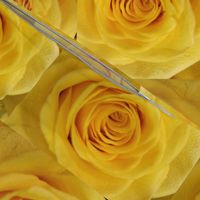 Yellow Rose Rolled