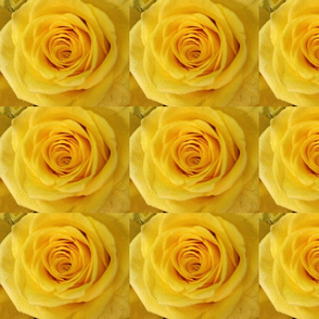 Yellow Rose Rolled