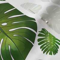 Monstera Large