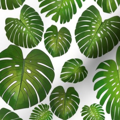 Monstera Large