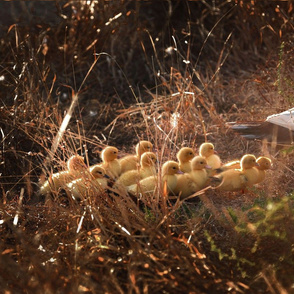 Mother Duck and Her Fluffy Little Ducklings