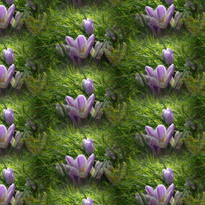 crocus field natural green lilac violet by Paysmage