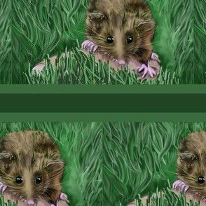 Endangered Pygmy-possum Australian-6"high-grass