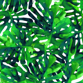 Darker Green Monstera Leaves on White