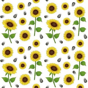 Sunflowers and seeds on white