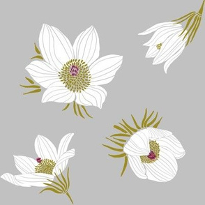 Arctic White Pasque flower N2 (grey)