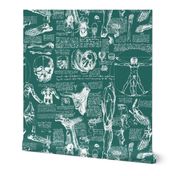 Da Vinci's Anatomy Sketchbook // Genoa Green // Large