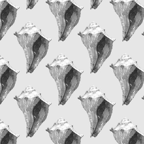 Conch shells on gray