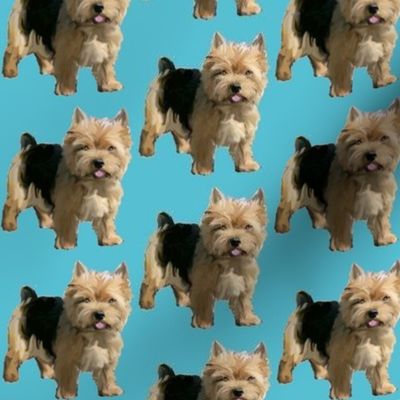 Norwich Terrier fabric small