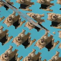 Norwich Terrier fabric small