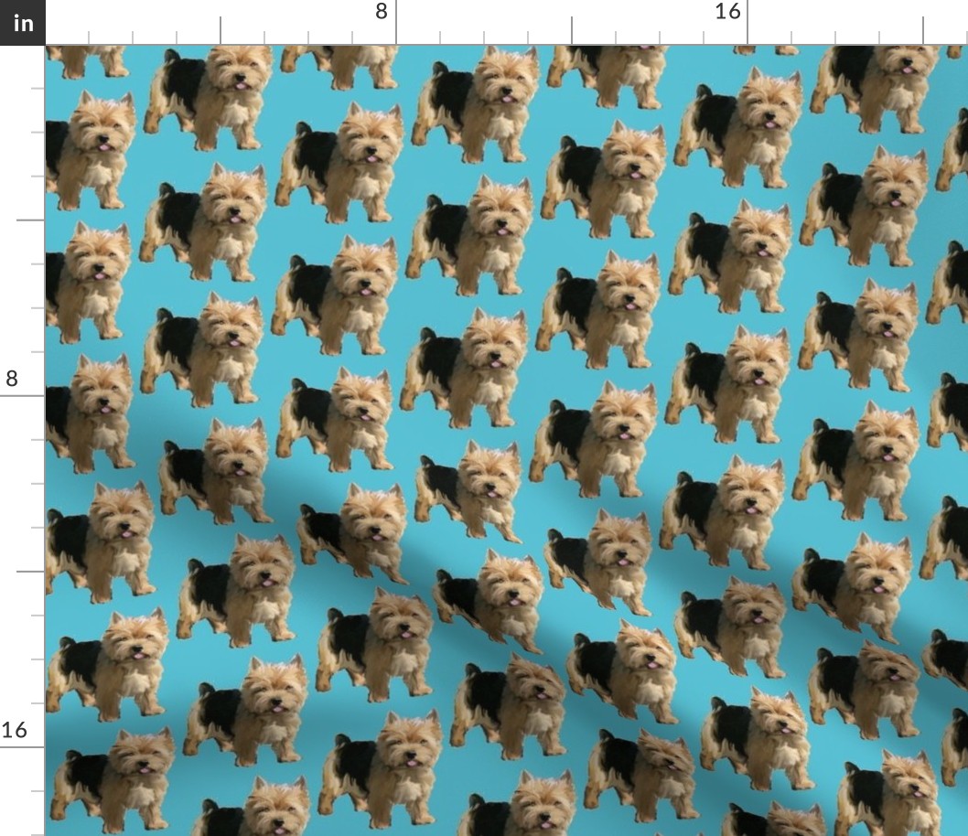 Norwich Terrier fabric small